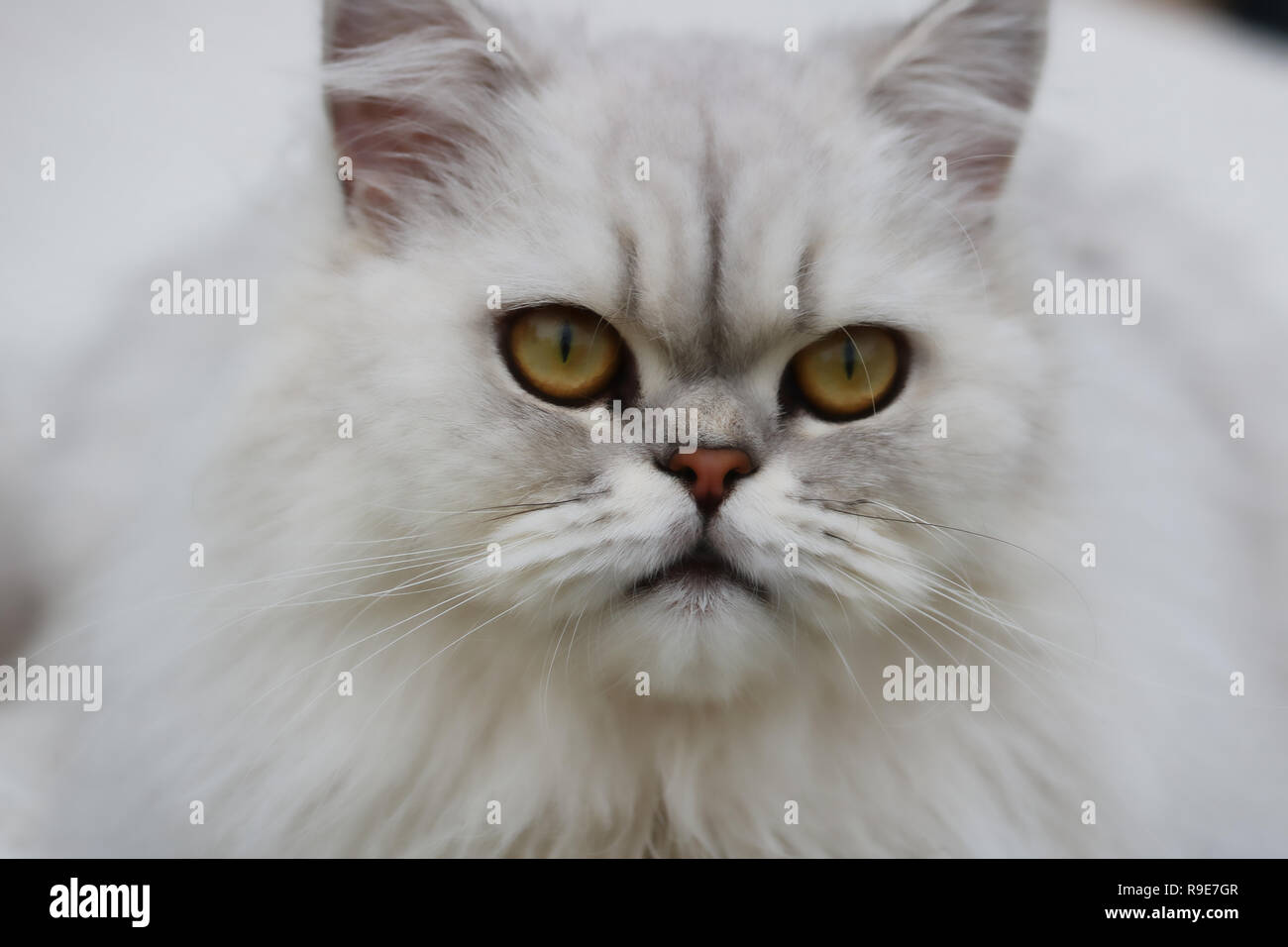 Questa bella foto mostra il volto di un grigio Chinchilla gatto persiano in close-up. Questa foto è stata scattata in Thailandia Foto Stock