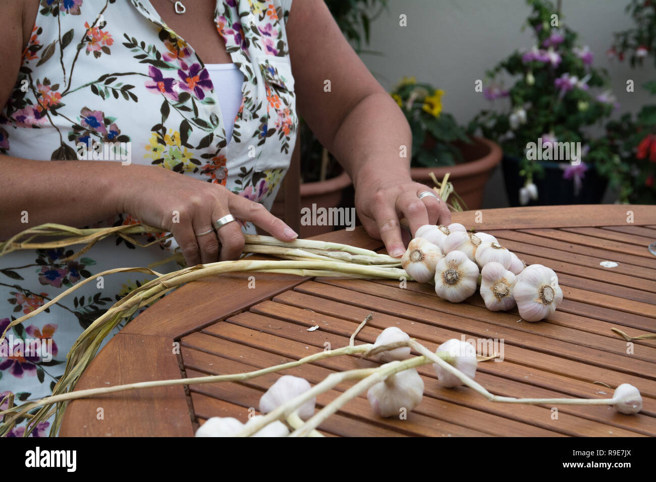 Close up della donna da intreccio bulbi di aglio al di fuori su un tavolo Foto Stock