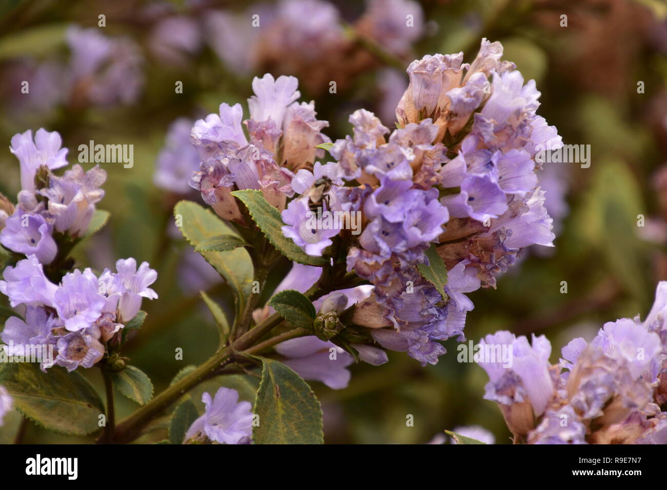 Fiori Neelakurinji che fioriscono una volta in 12 anni, Eravikulam National Park, Munnar Kerala Foto Stock