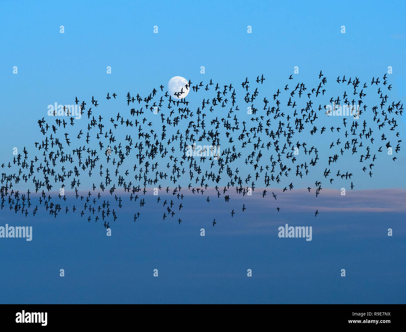Golden Plover Pluvialis apricaria gregge Titchwell Norfolk inverno sorgere della luna Foto Stock