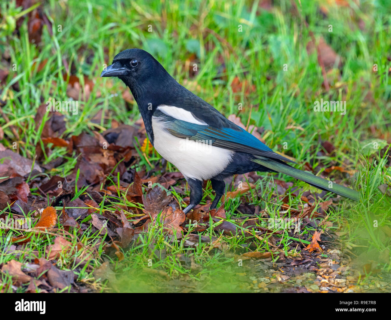 Gazza Pica pica nella siepe a Titchwell Norfolk Foto Stock