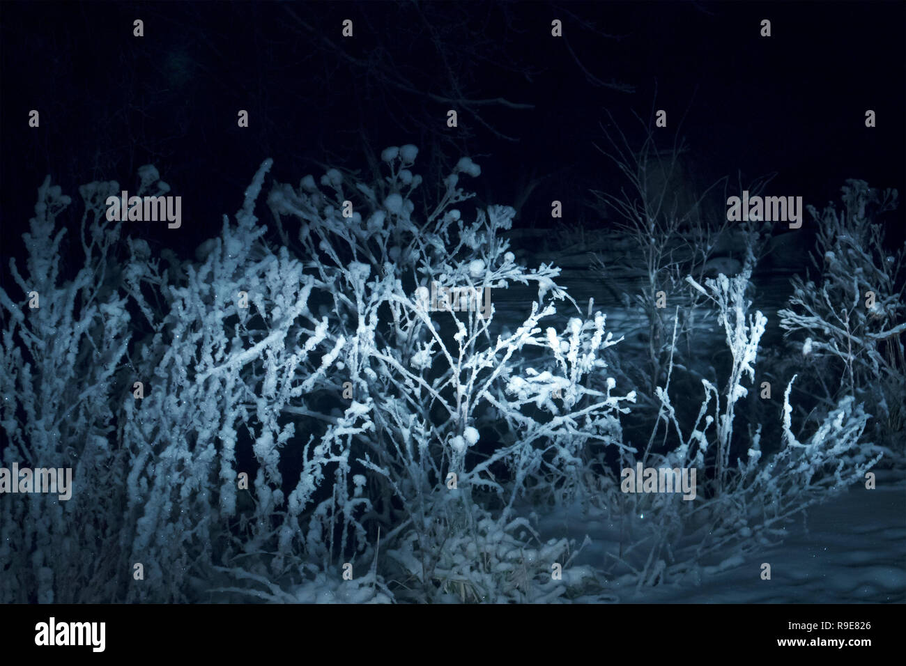 Inverno paesaggio notturno con congelate di campo in erba, snowy essiccato thistle bush in luce sbiadita Foto Stock