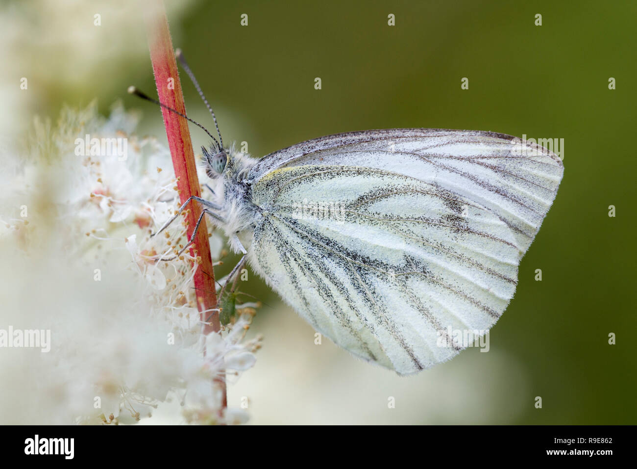Verde bianco venato; Sarcococca napi singolo fiore su Cornwall, Regno Unito Foto Stock