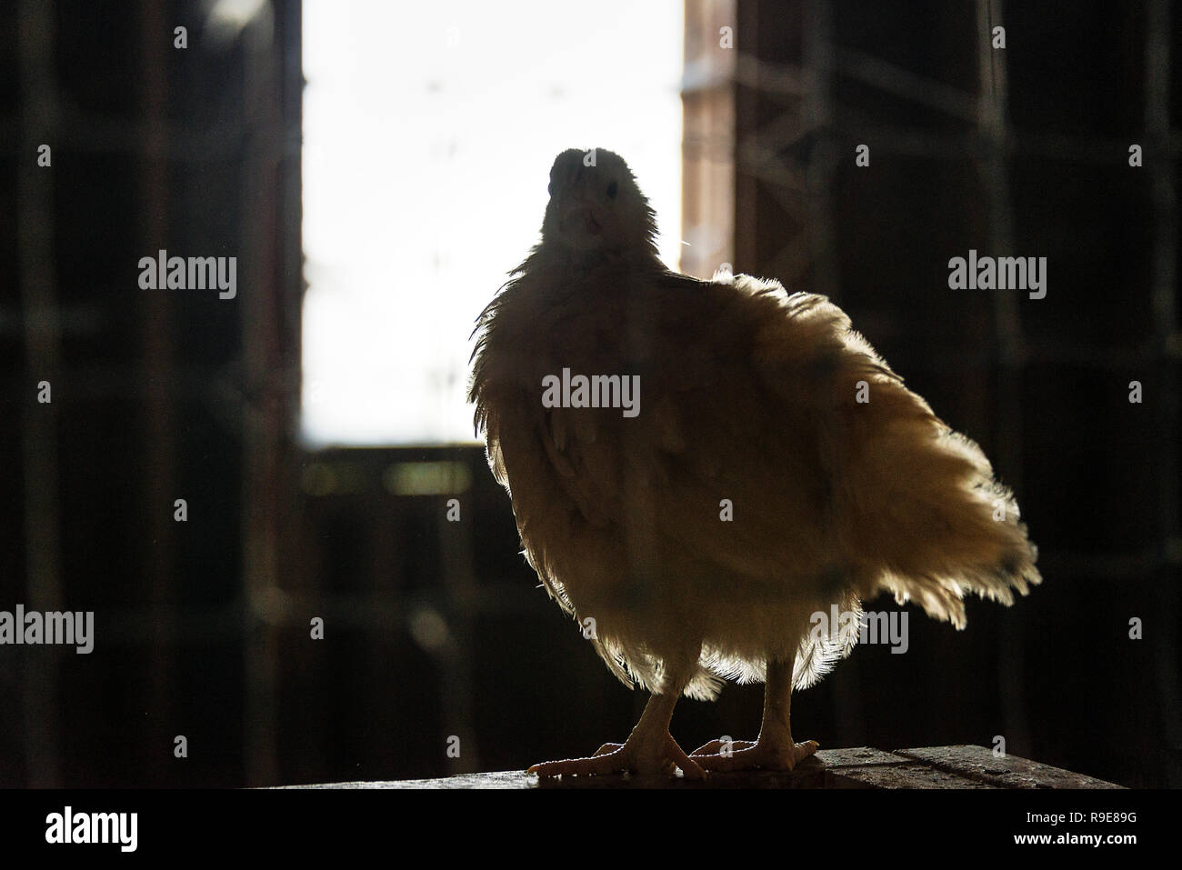 Pollo retroilluminato guarda fuori la finestra coop. Foto Stock