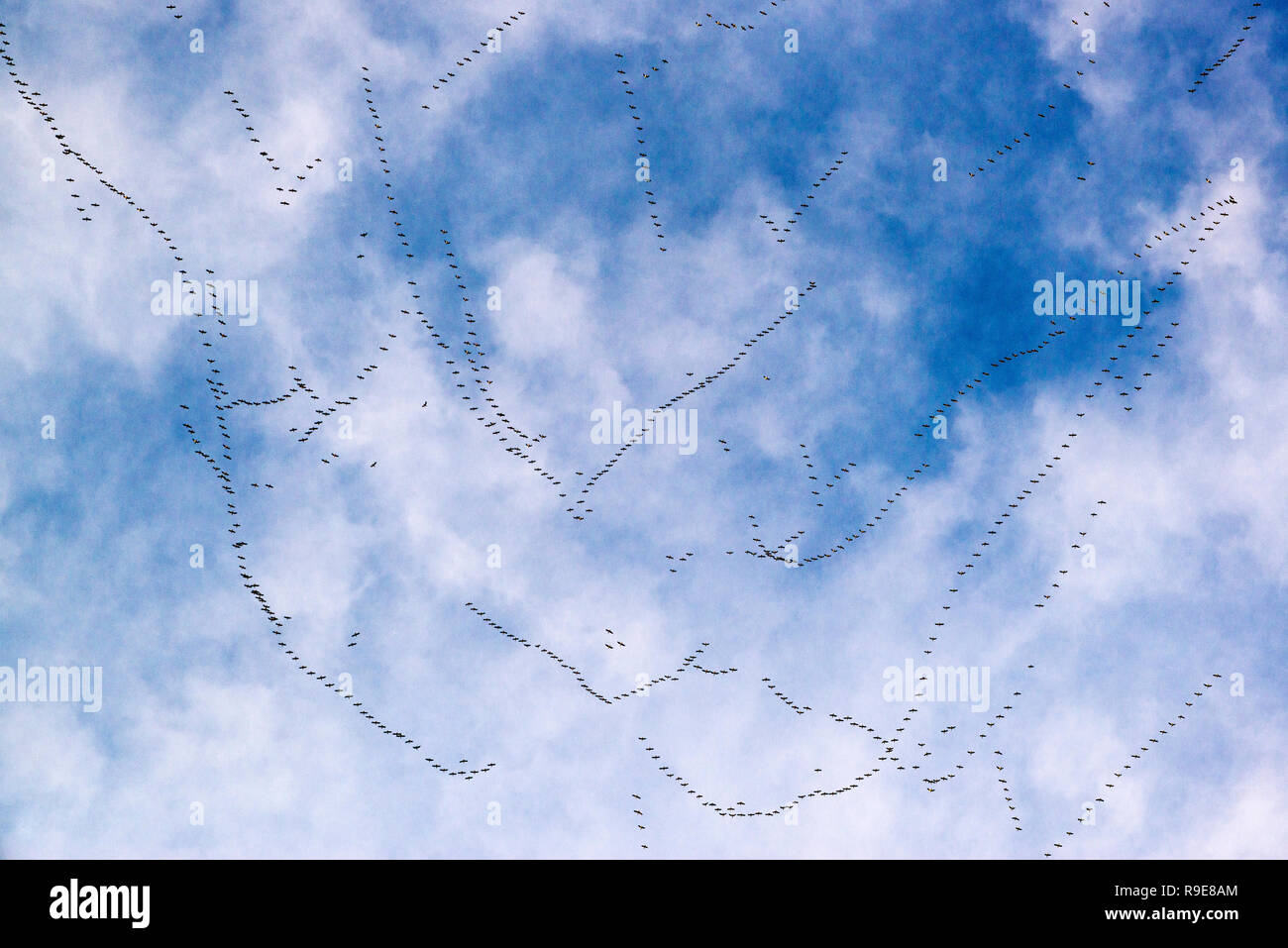 Stormi di uccelli in volo la formazione. Foto Stock