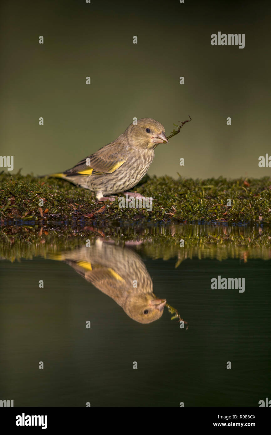 Verdone; Chloris chloris singolo giovane ad acqua Cornwall, Regno Unito Foto Stock