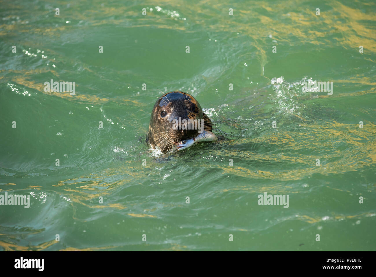 Guarnizione grigio; Halichoerus grypus singolo con pesce Cornwall, Regno Unito Foto Stock