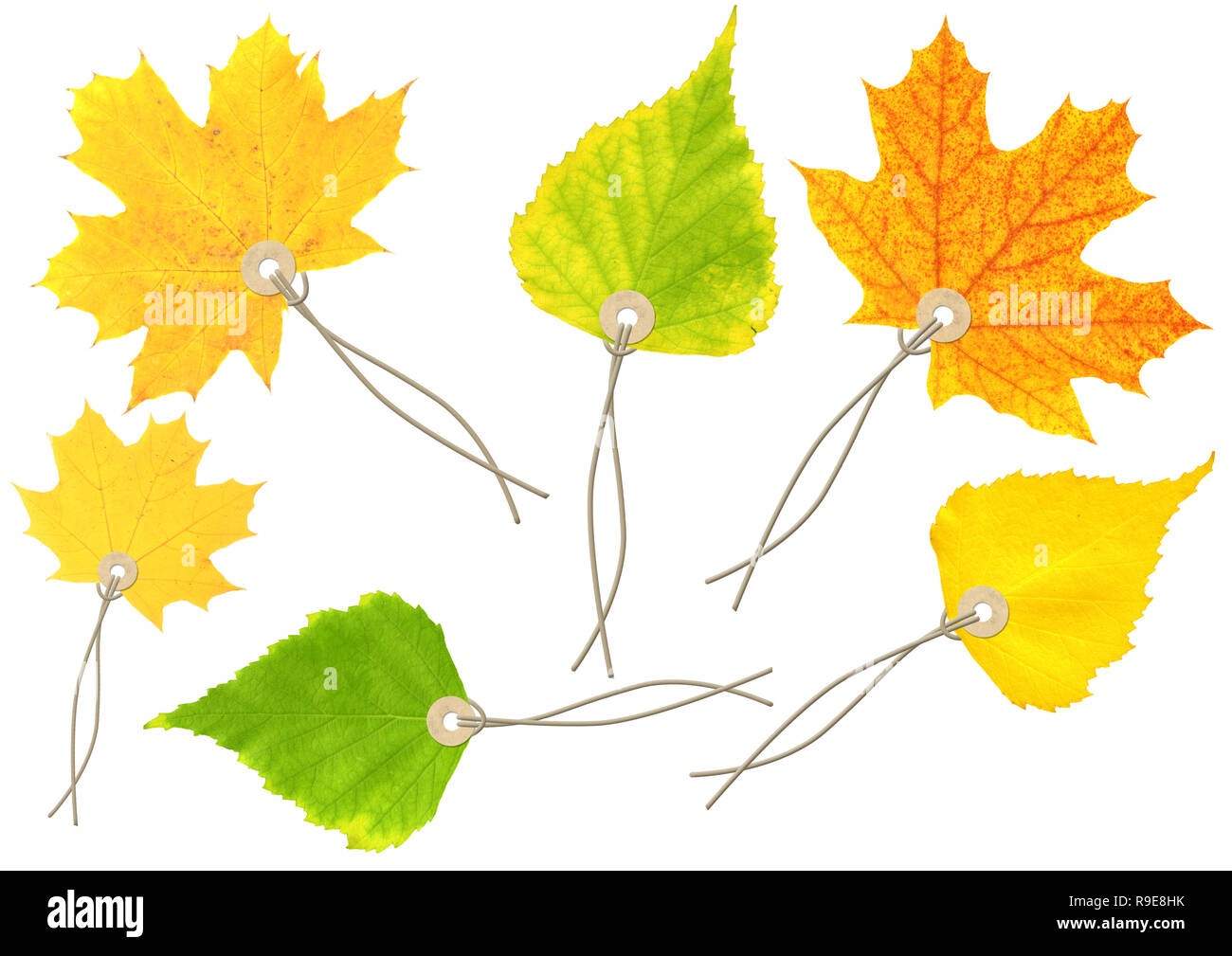 Impostare etichette - Foglie di autunno. Isolato su bianco Foto Stock