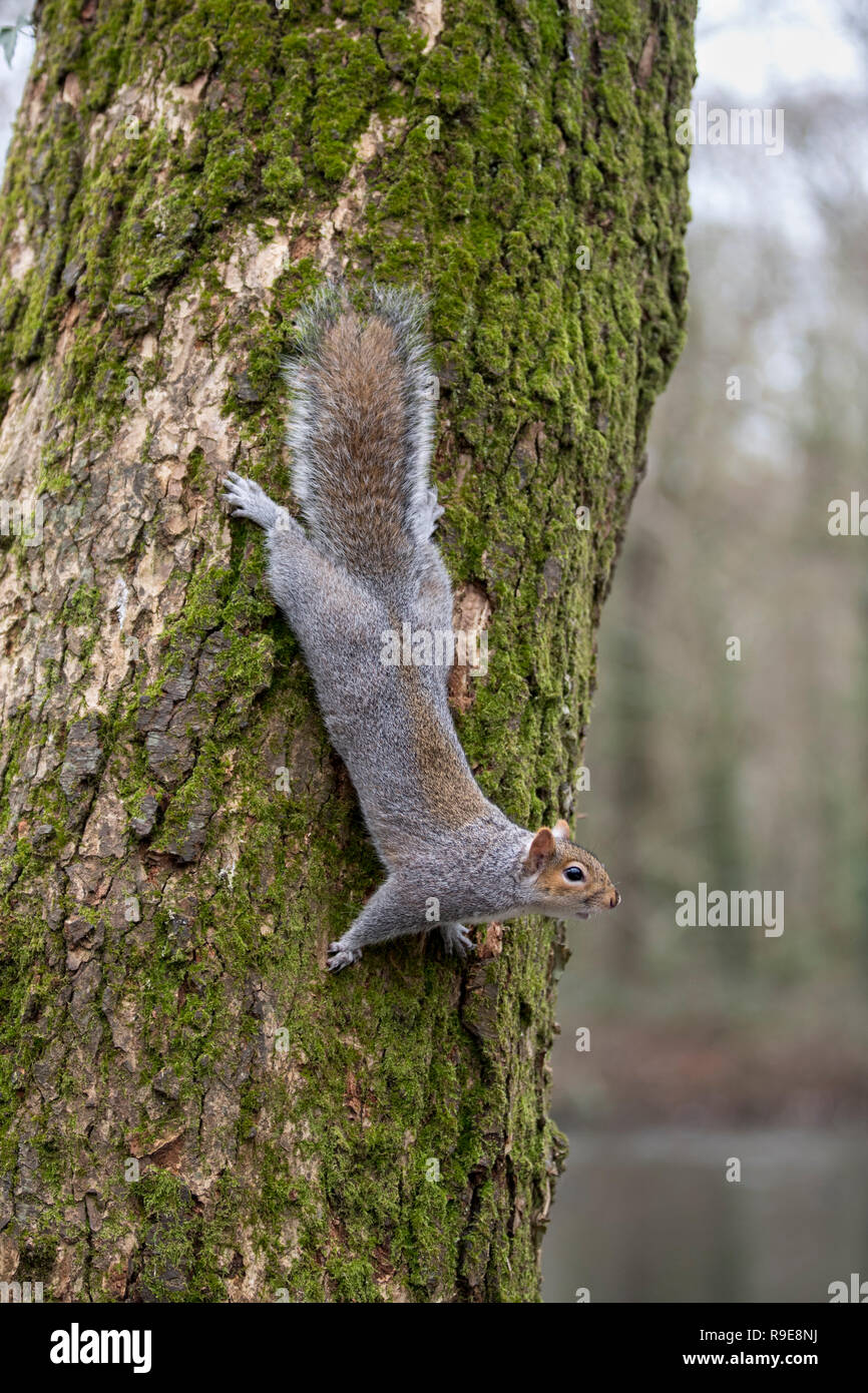 Scoiattolo grigio; Sciurus carolinensis singolo rampicante Cornwall, Regno Unito Foto Stock