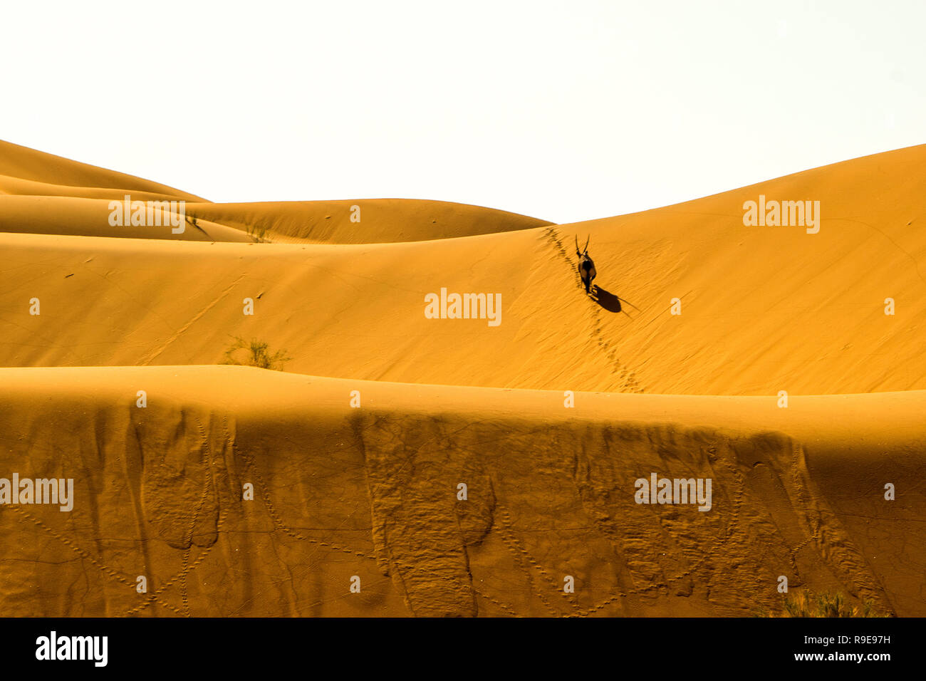 Namibia - Big Daddy am Sossusvlei Parco Nazionale Foto Stock