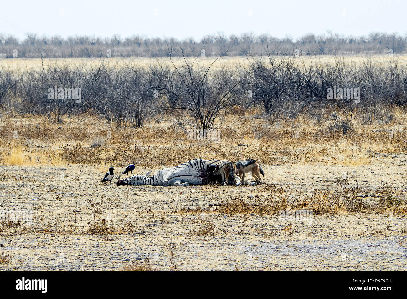 Namibia - dead Zebra Foto Stock
