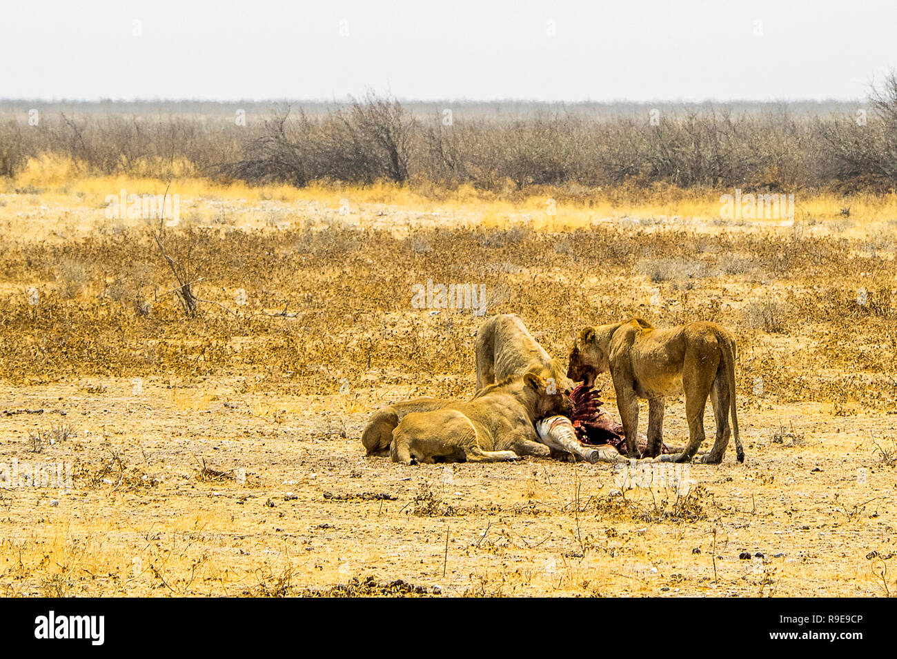 Namibia - i Lions Foto Stock