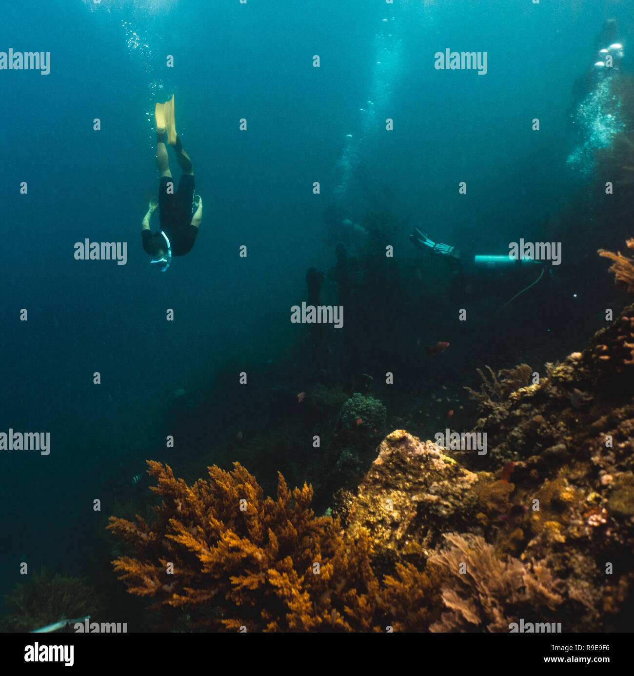 Le immersioni freediver al livello dei subacquei Foto Stock