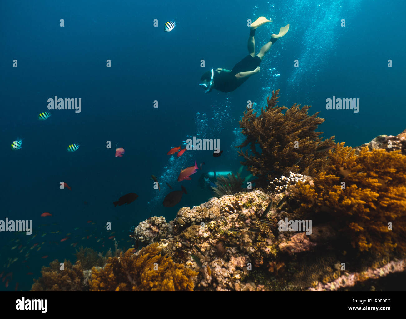 Freediver esplora la profondità, vista dal relitto della nave Foto Stock