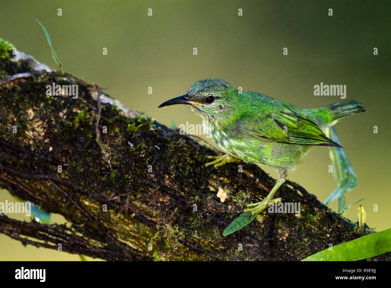 Shining-honeycreeper nel nord della Costa Rica Foto Stock