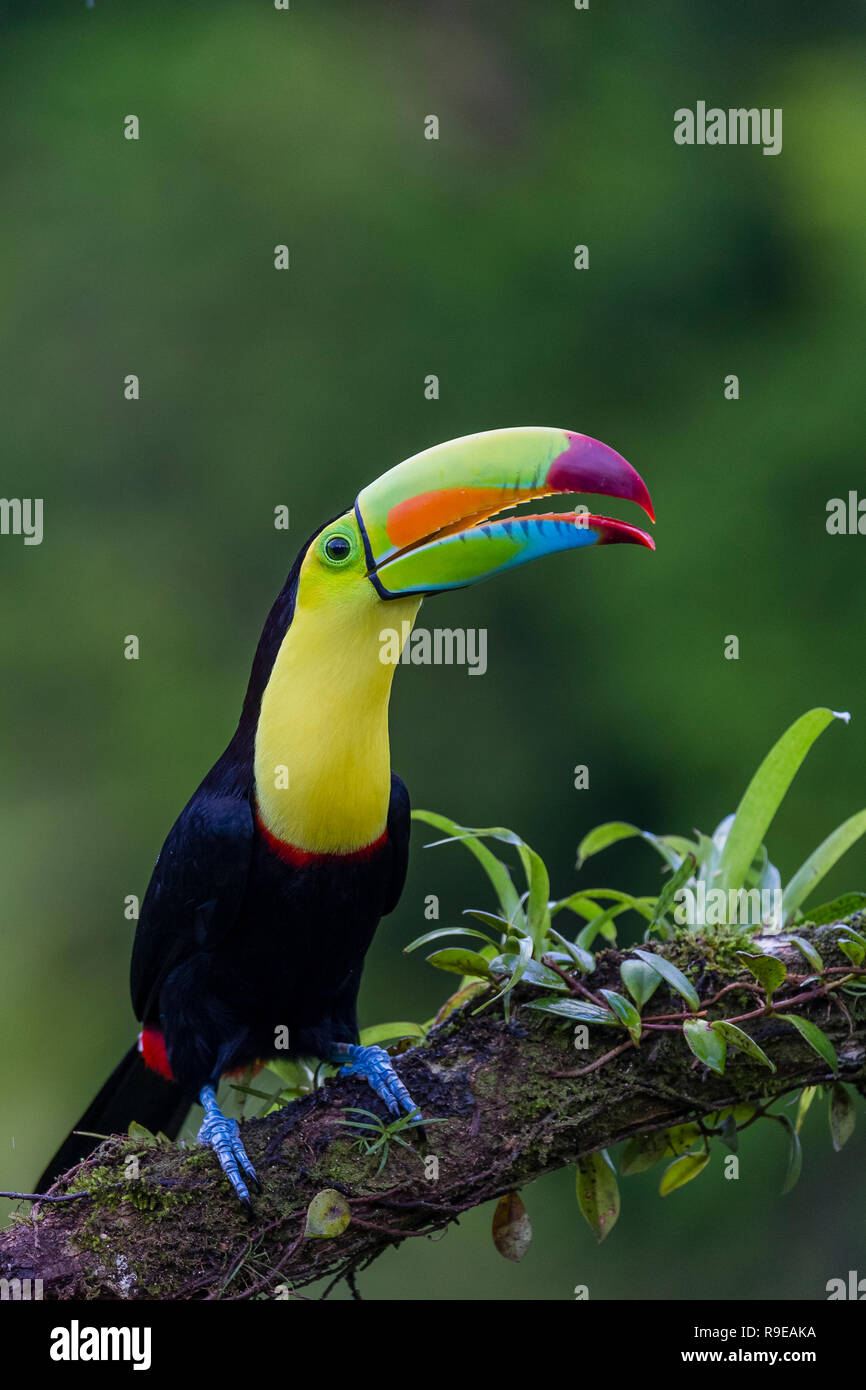 Chiglia fatturati toucan nel nord della Costa Rica Foto Stock