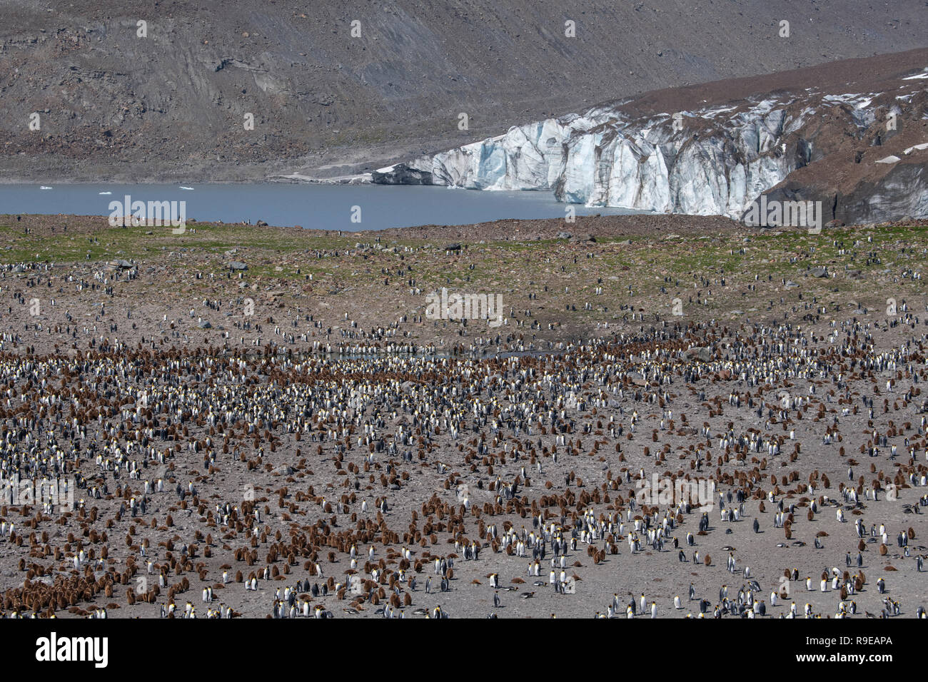 Georgia del Sud, St Andrews Bay. Panoramica del re più grande colonia di pinguini in Georgia del Sud, cuocere il ghiacciaio in distanza. Foto Stock