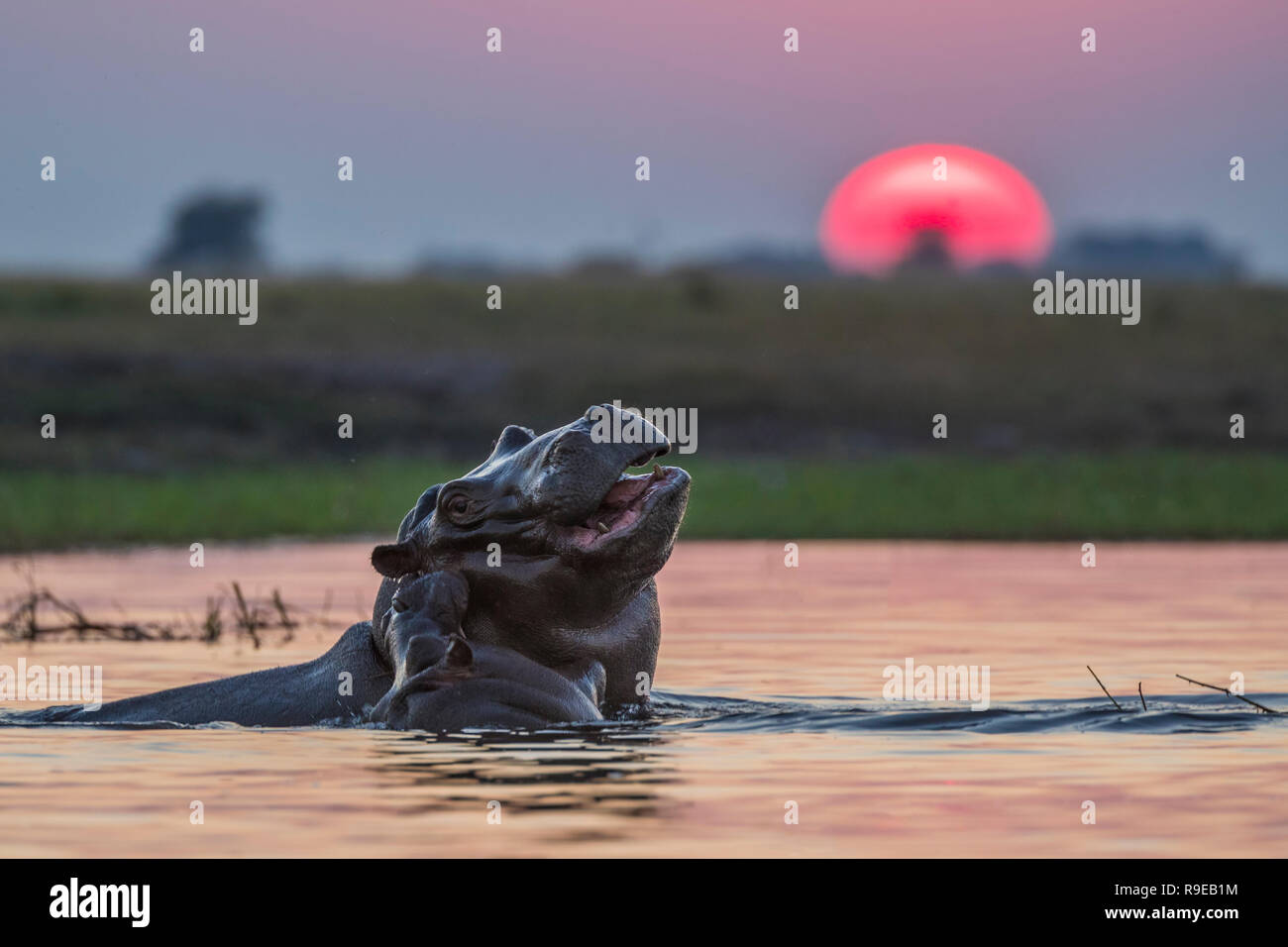 Ippopotami (Hippopotamus amphibius), il fiume Chobe, Botswana, Foto Stock
