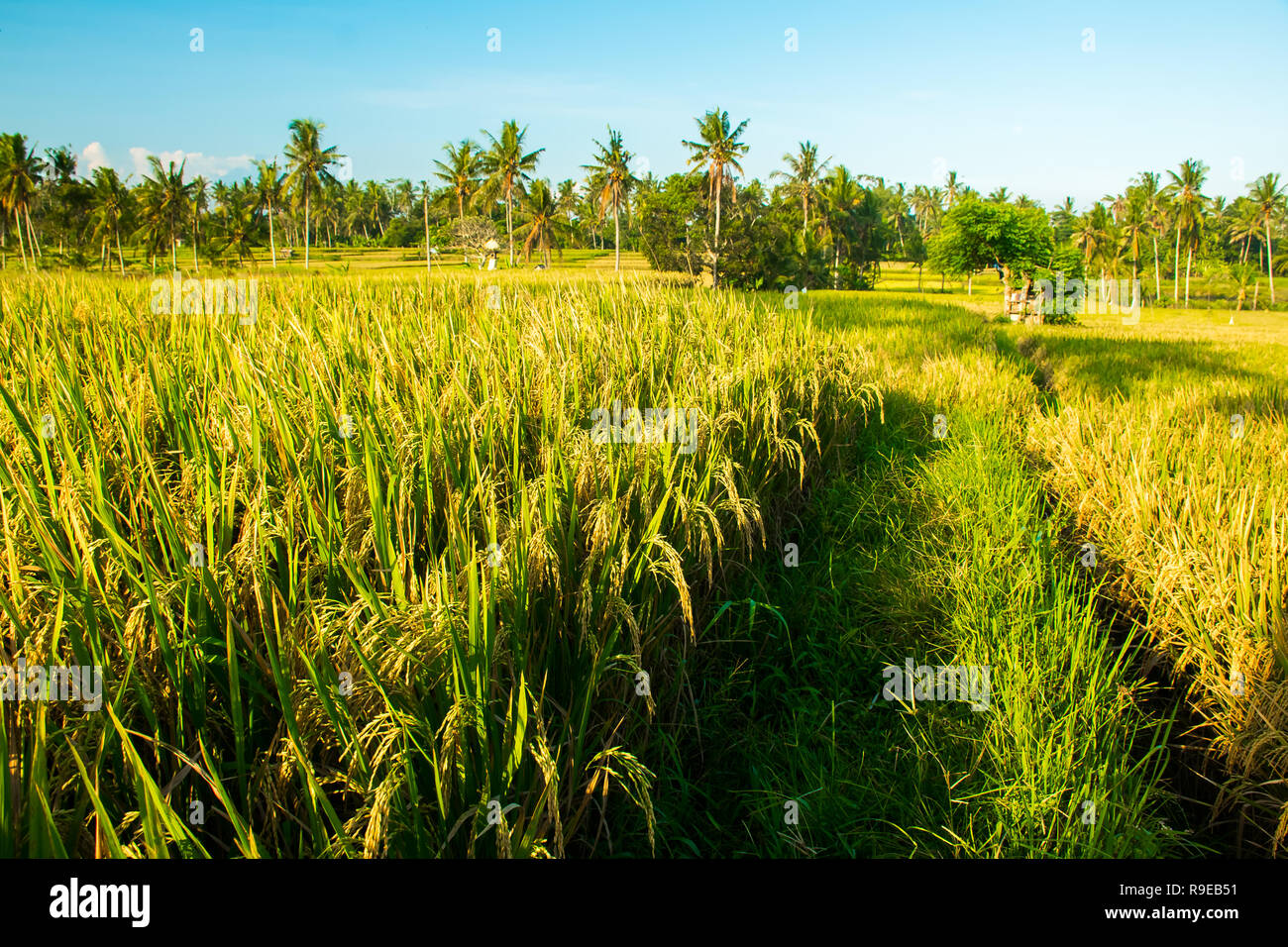 Tropicla palme e fresche e dorate di campi di riso prima del raccolto nei pressi di Ubud, Bali Foto Stock