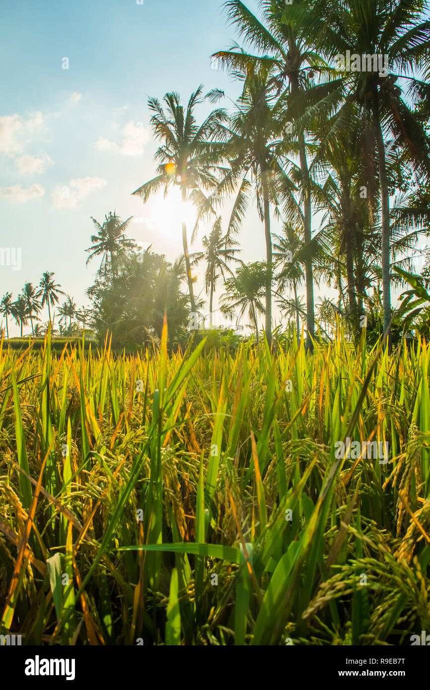 Tropicla palme e fresche e dorate di campi di riso prima del raccolto nei pressi di Ubud, Bali Foto Stock