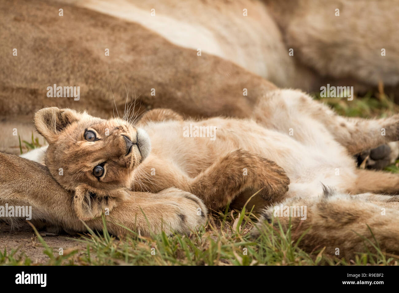 cute cucciolo di leone del bambino che giace fra i leoni sulla sua parte posteriore con zampe in su Foto Stock