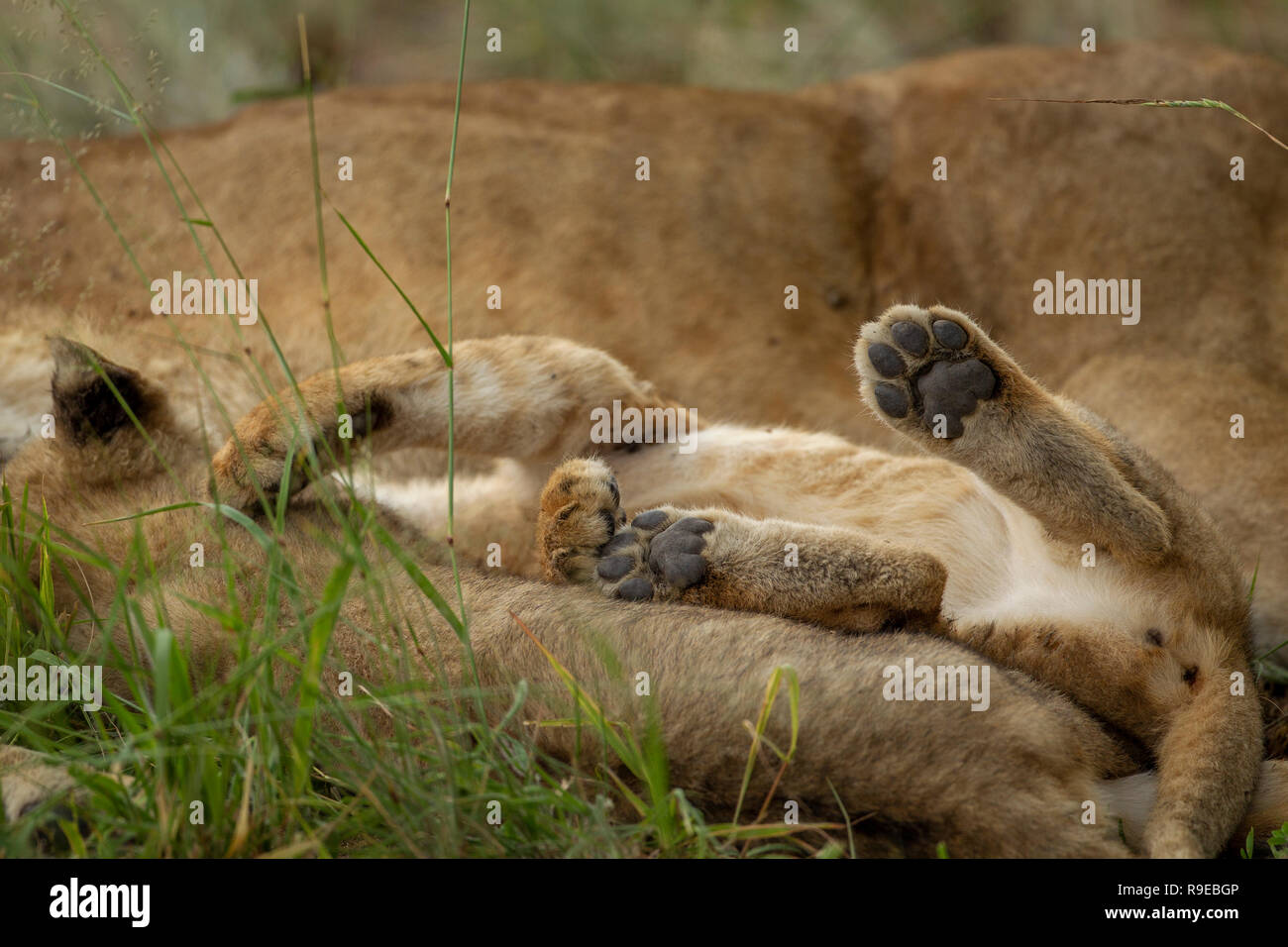cute leone cube giacente tra grandi leoni, mostrando solo le zampe Foto Stock