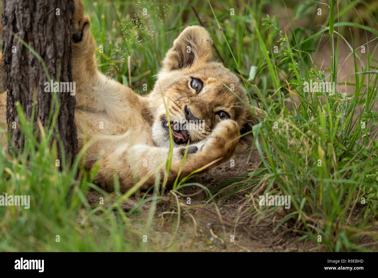 Cute Leone cucciolo sdraiato in erba mentre giocando contro a. albero Foto Stock