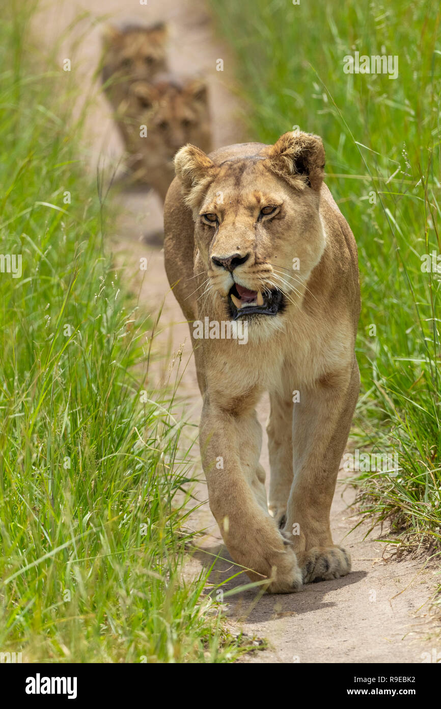 Leonessa con 2 piccole Cubs a piedi su un percorso attraverso erba lunga in Zimbabwe Foto Stock