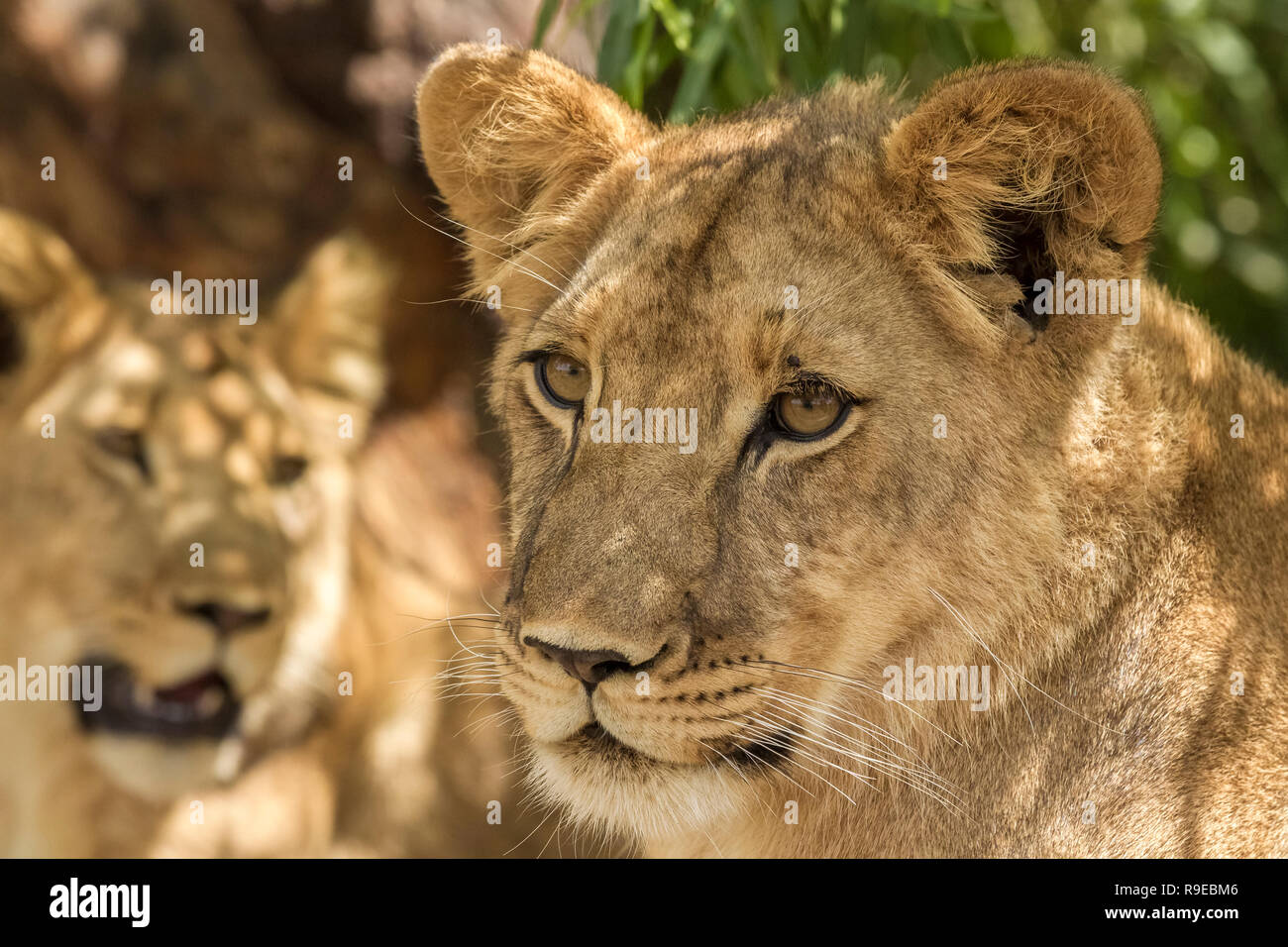 2 Giovani leoni giacenti in ombra cercando vigili e interessati Foto Stock