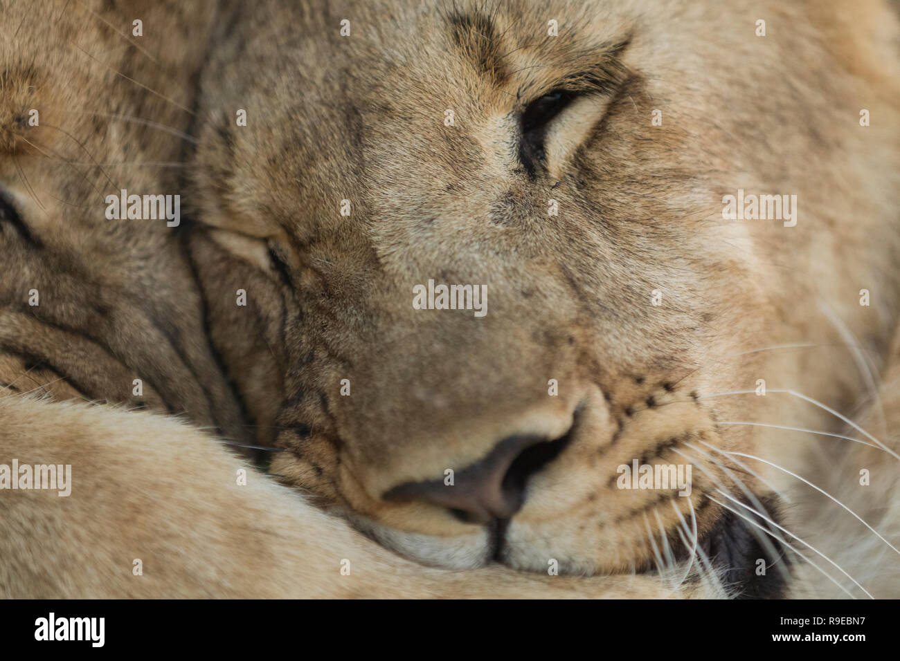 Extreme close up 2 i lions coccole e abbracciando vicenda Foto Stock