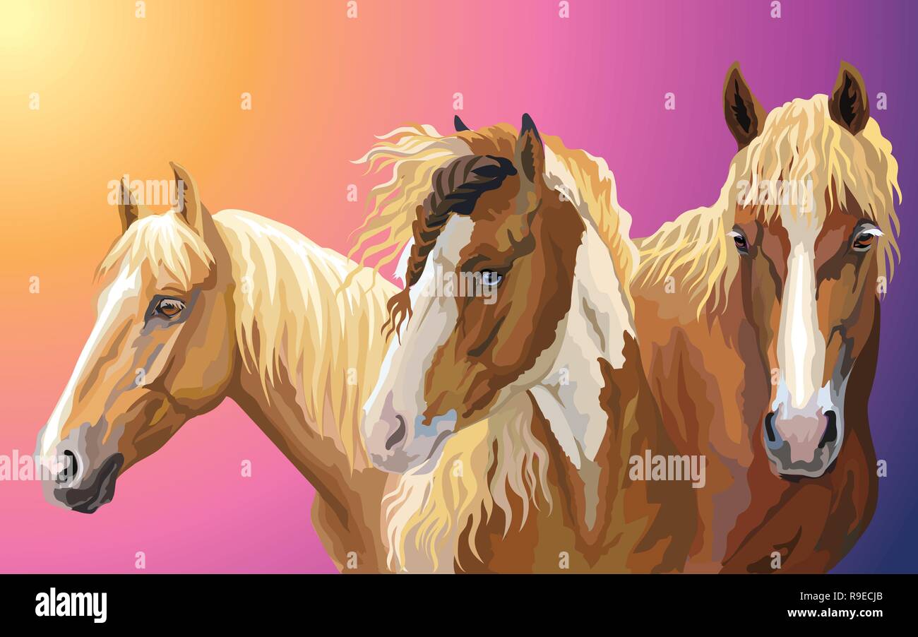 Set di vettore colorati ritratti di razze di cavalli ( Pinto cavallo; cablaggio bielorusso cavallo; American Quarter Horse) isolato sul gradiente dello sfondo Illustrazione Vettoriale