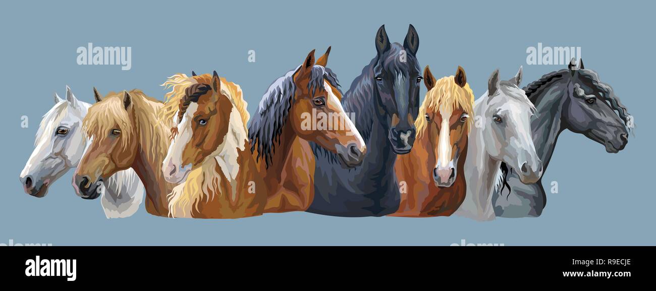 Set di vettore colorati ritratti di diverse razze di cavalli (russo di trazione pesante cavallo; cablaggio bielorusso cavallo; il frisone cavallo) isolato su grigio-b Illustrazione Vettoriale