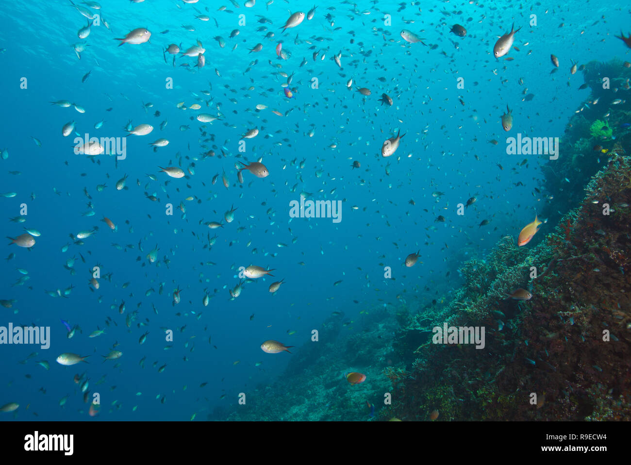 Ecosistema sano - barriera corallina vicino l'isola di Bali Foto Stock