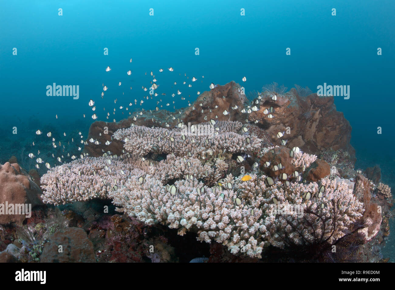 Ecosistema sano - barriera corallina vicino l'isola di Bali Foto Stock