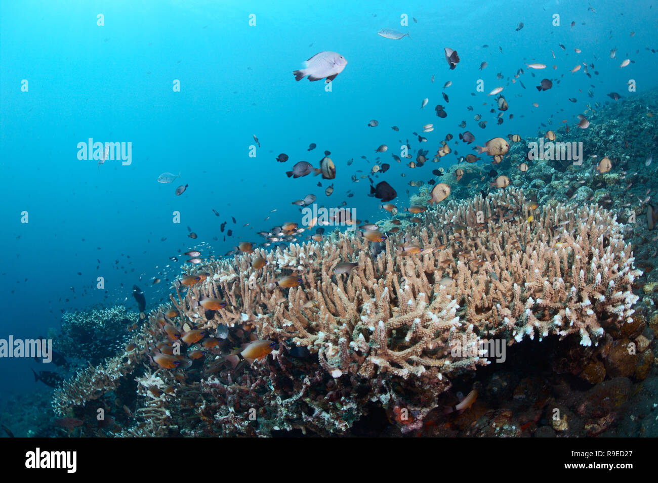 Ecosistema sano - barriera corallina vicino l'isola di Bali Foto Stock