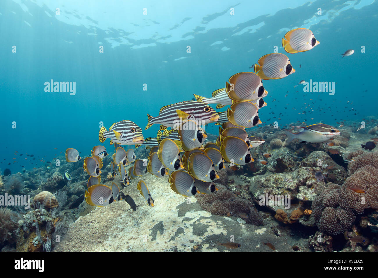 Ecosistema sano - barriera corallina vicino l'isola di Bali Foto Stock