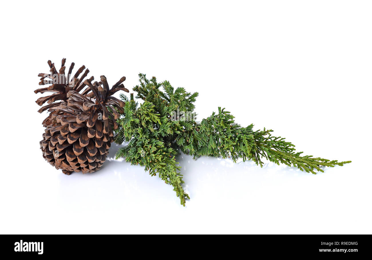 Grande gruppo di coni vari alberi di conifere isolato su bianco Foto Stock