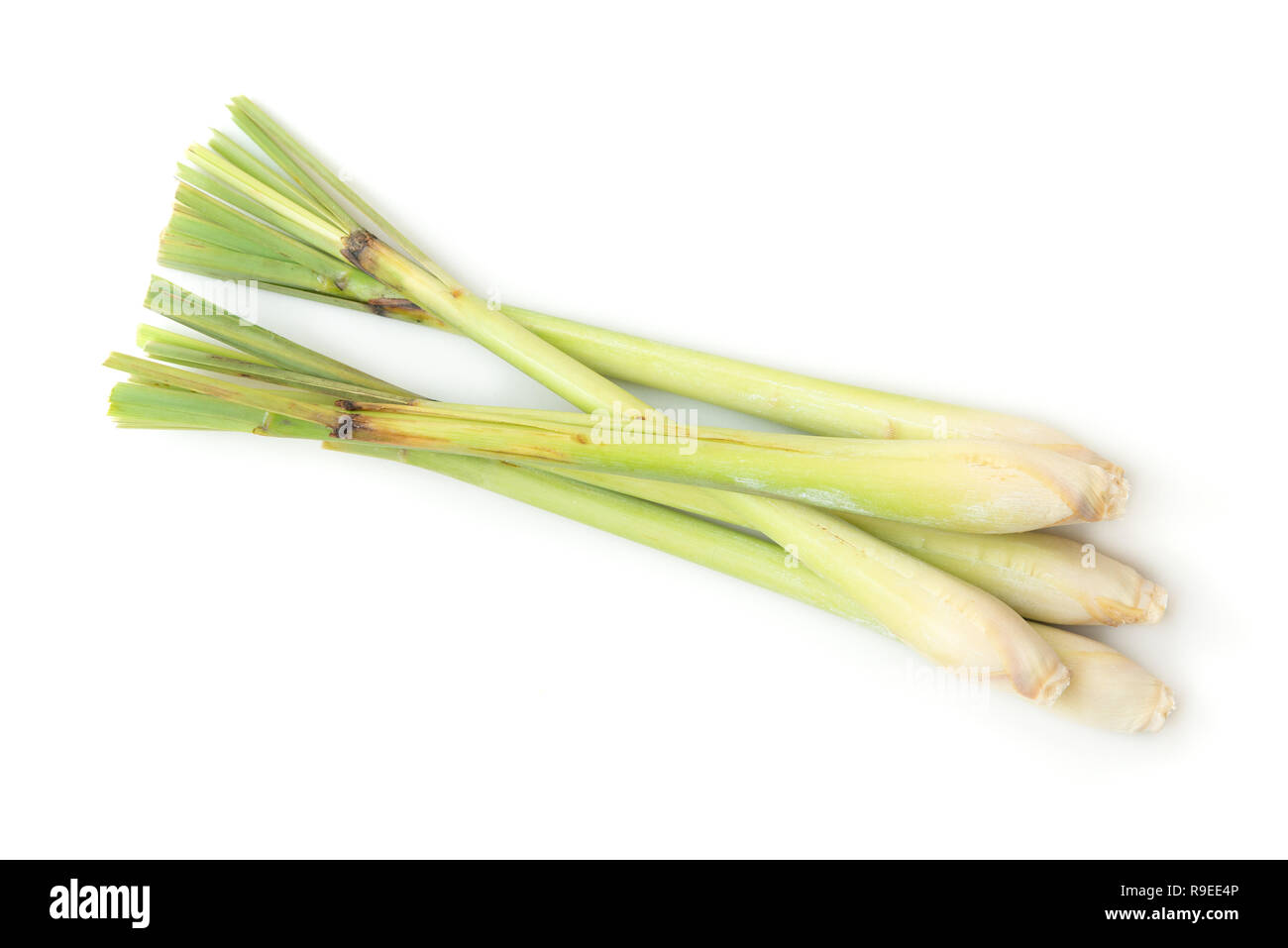 Fresco verde citronella isolati su sfondo bianco. Foto Stock Fresco verde citronella isolati su sfondo bianco. Foto Stock