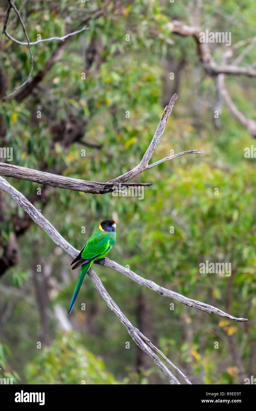 Australian ringneck parrot sulla struttura ad albero Foto Stock
