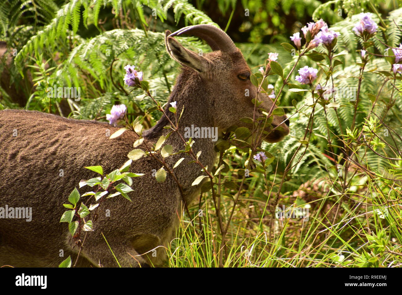 Nilgiri Thar e fiori Neelakurinji a Eravikulam National Park, Munnar Kerala, India Foto Stock