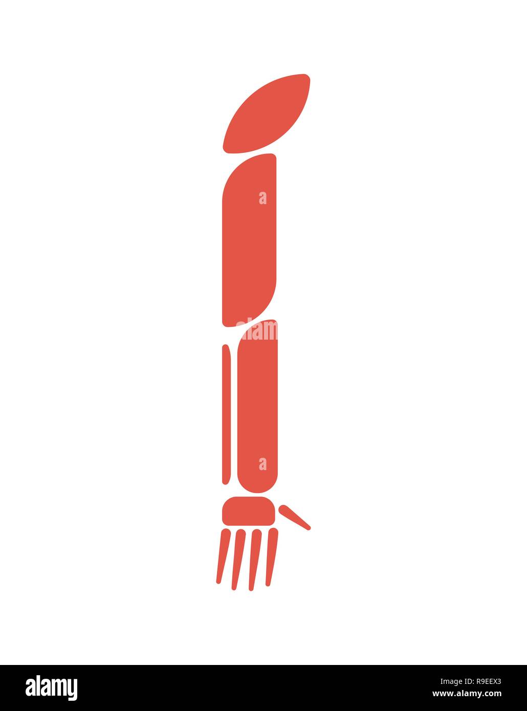 I muscoli della mano, sistema corpo umano sistema. Braccio anatomia muscolare Illustrazione Vettoriale