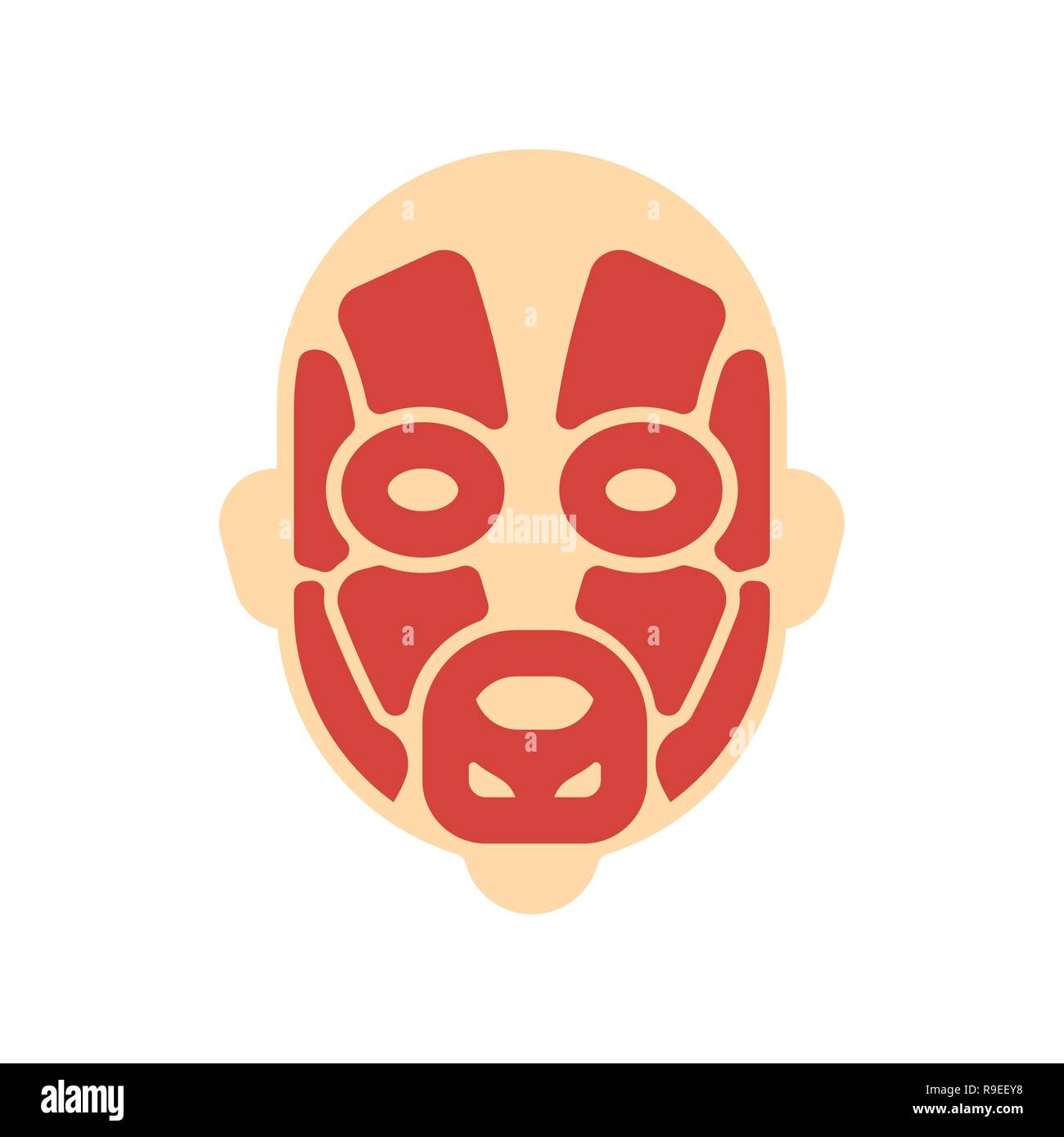 I muscoli della testa del sistema corpo umano sistema. Faccia anatomia muscolare Illustrazione Vettoriale
