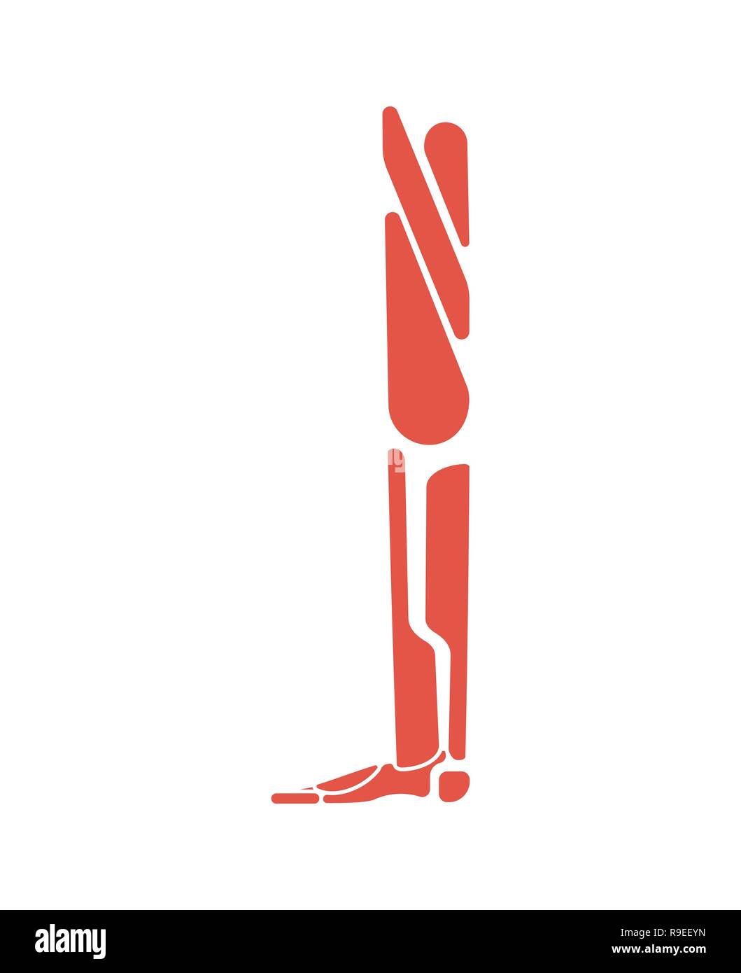 I muscoli delle gambe del sistema corpo umano sistema. piede anatomia muscolare Illustrazione Vettoriale