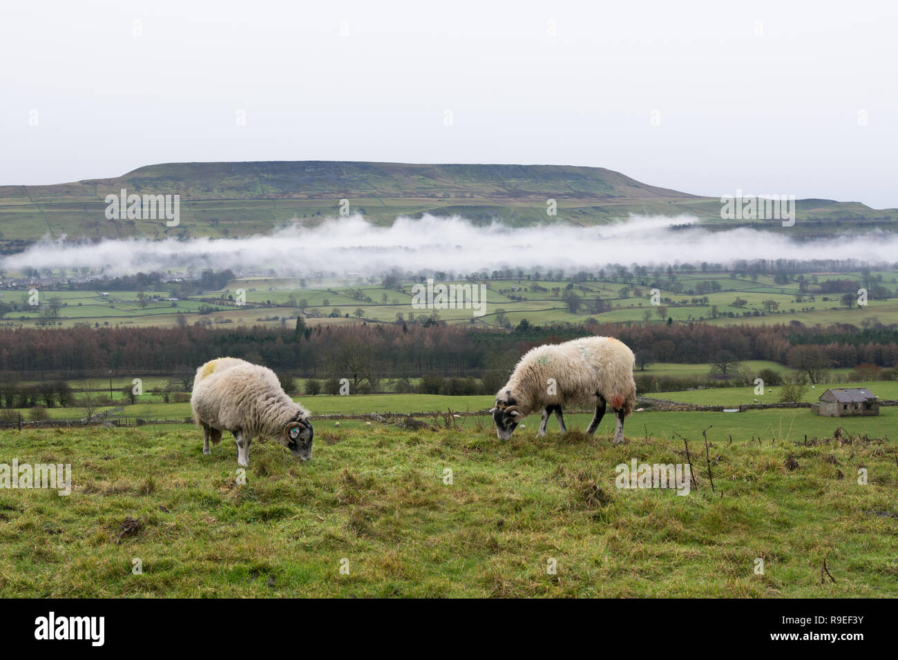 Pecore e nebbia Penhill in Wensleydale Foto Stock