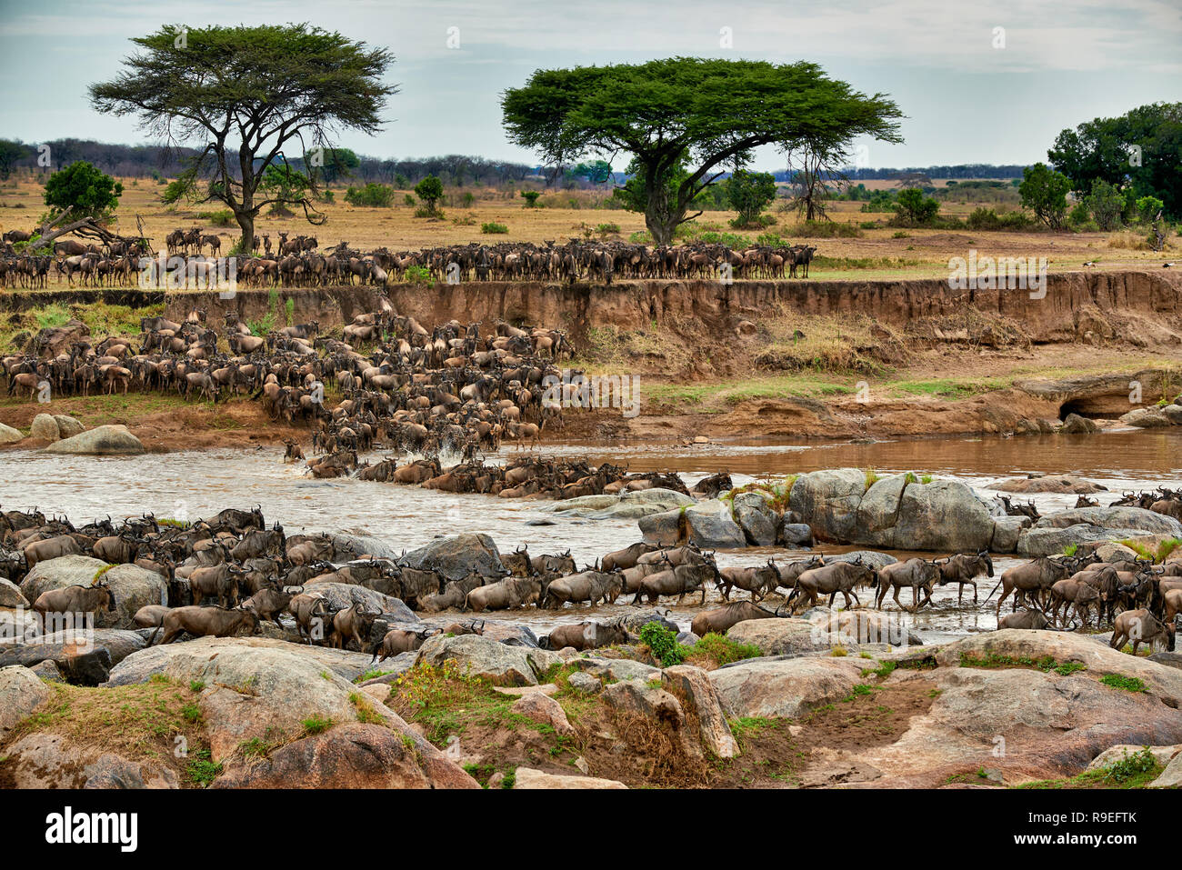 Allevamento di lunga barba bianca di gnu (Connochaetes taurinus mearnsi) Attraversamento fiume Mara sulla migrazione annuale, Serengeti National Park, UNESCO World herita Foto Stock