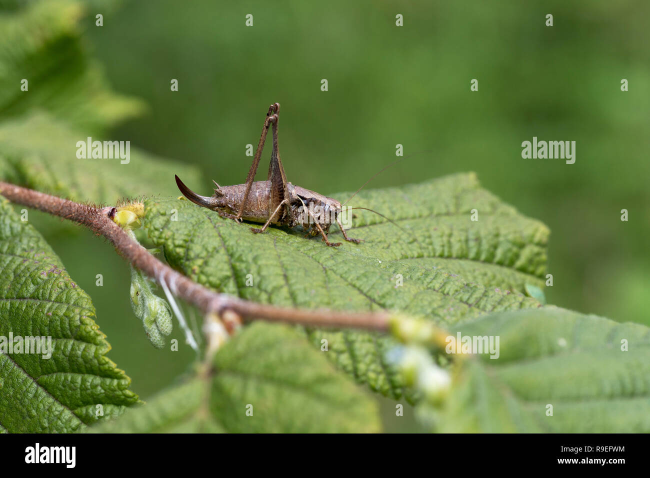 Dark Bush Cricket; Pholidoptera griseoaptera singola foglia in Cornovaglia; Regno Unito Foto Stock