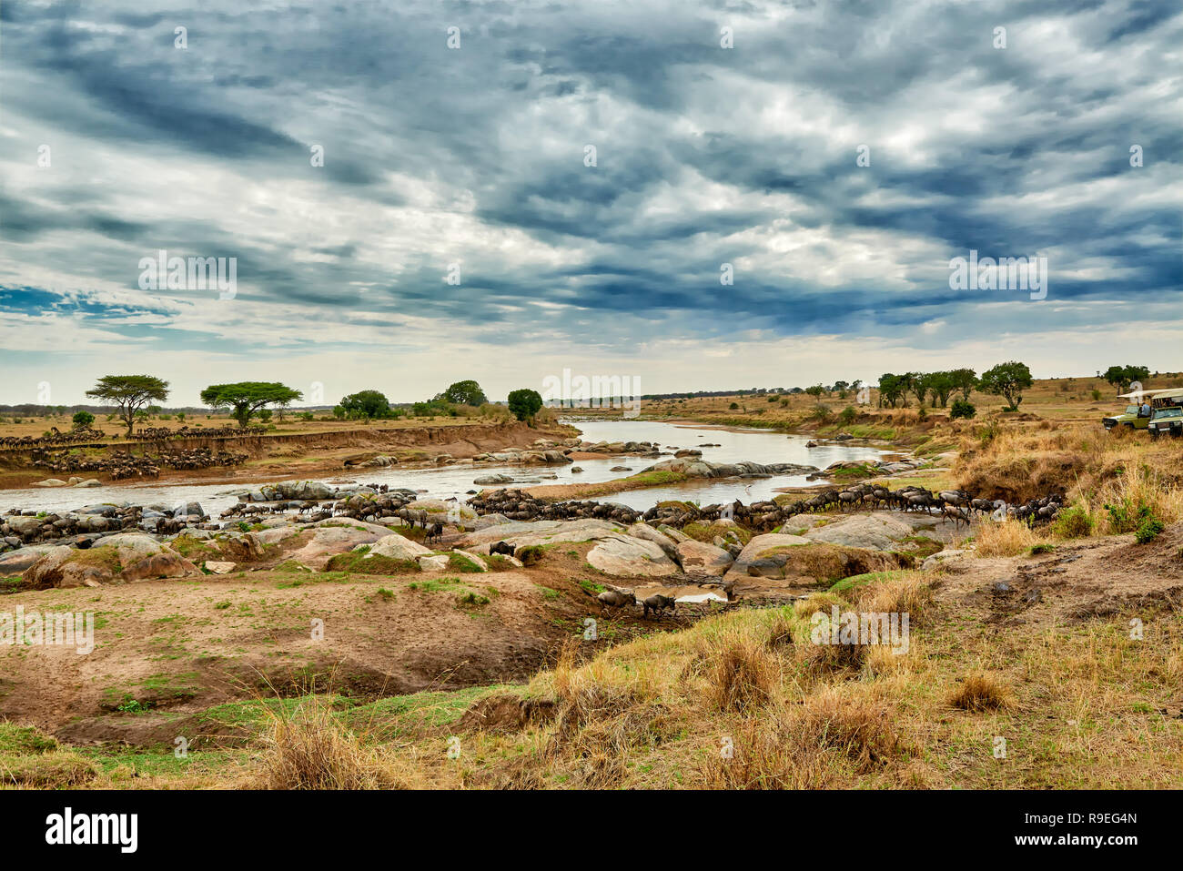 Allevamento di lunga barba bianca di gnu (Connochaetes taurinus mearnsi) Attraversamento fiume Mara sulla migrazione annuale, Serengeti National Park, UNESCO World herita Foto Stock