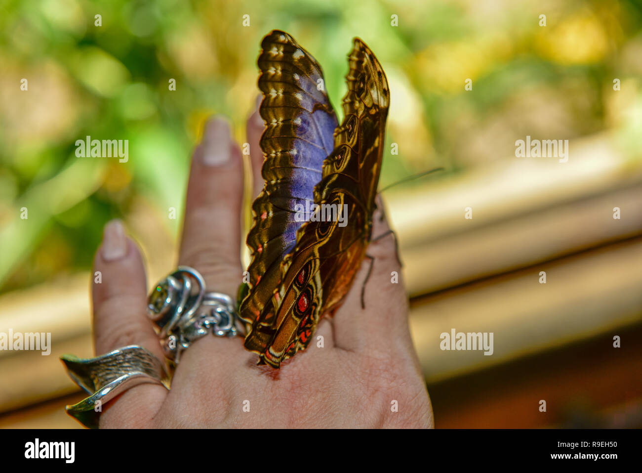 Blue Morpho, Morpho peleides, grande farfalla seduta sulle dita della mano,  bellissimo insetto in natura habitat, la fauna selvatica, Amazon, Perù, Sud  America Foto stock - Alamy