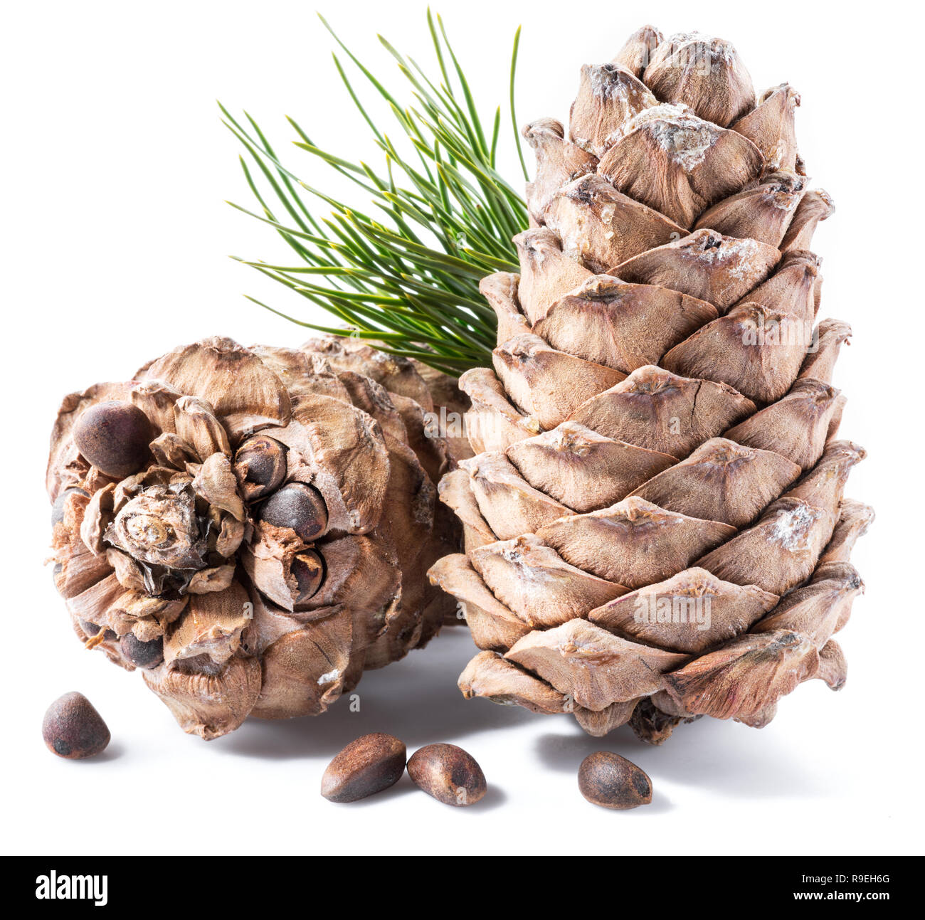 Pinoli cono e pinoli sullo sfondo bianco. Alimenti biologici. Foto Stock