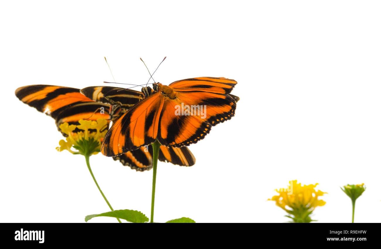 Nastrare arancione farfalla (Dryadula phaetusa) AKA il nastrati heliconian arancione, nastrati arancione o arancione tiger butterfly. Foto Stock